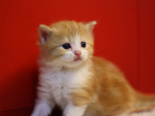 マンチカンの子猫画像