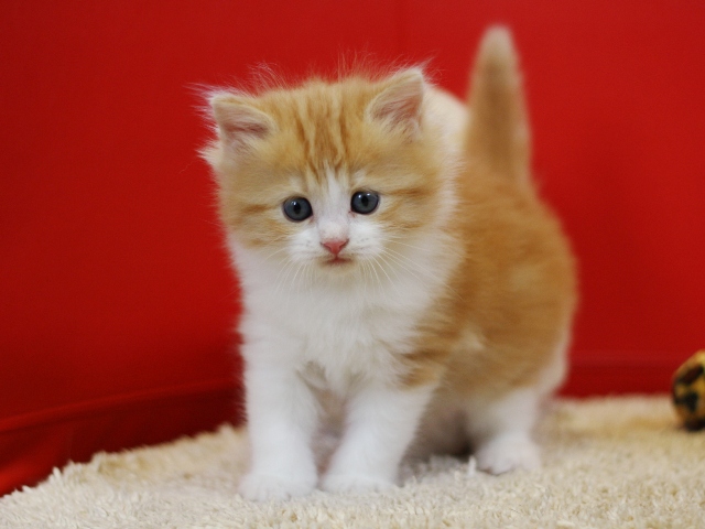 マンチカンの子猫画像