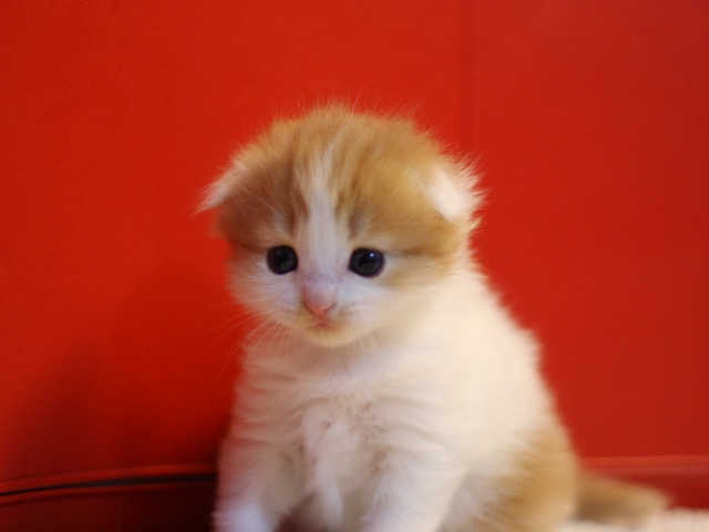 マンチカンの子猫画像