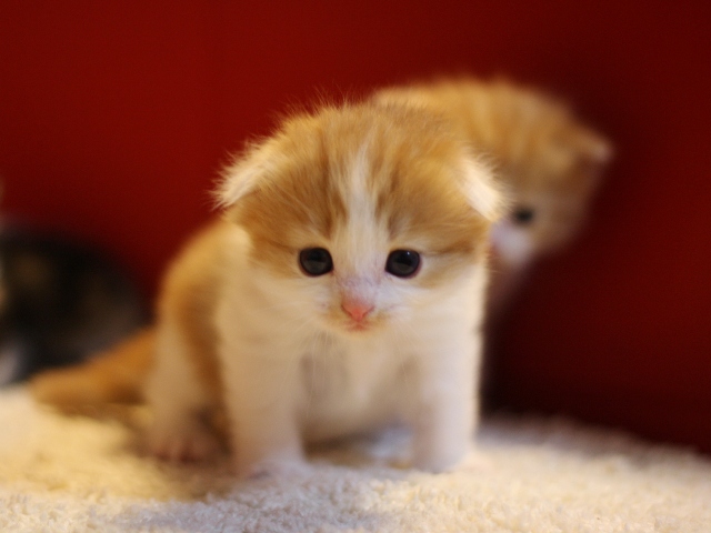 マンチカンの子猫画像