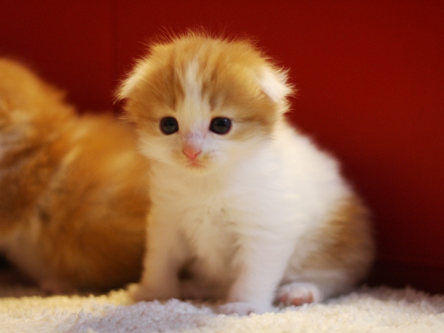 マンチカンの子猫画像