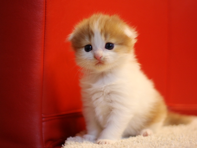 マンチカンの子猫画像