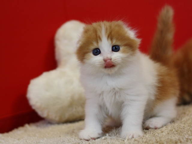 マンチカンの子猫画像