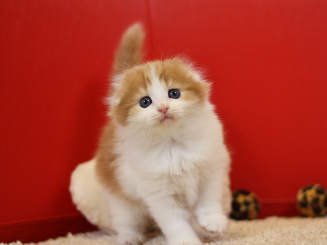 マンチカンの子猫画像