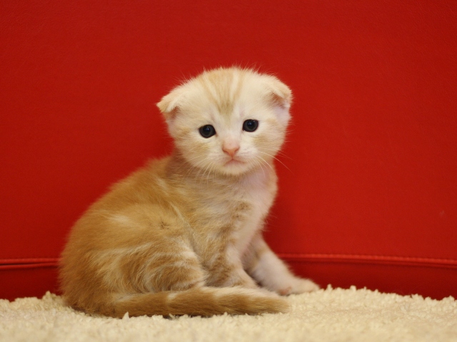 マンチカンの子猫画像