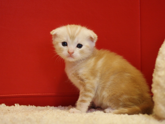 マンチカンの子猫画像