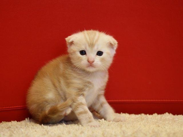 マンチカンの子猫画像