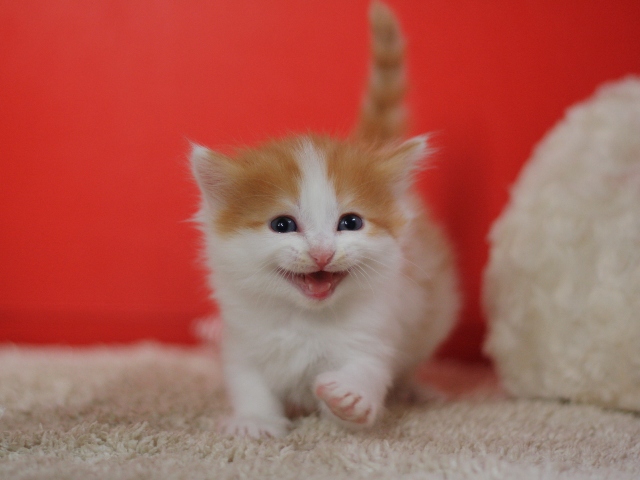 マンチカンの子猫画像