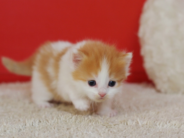 マンチカンの子猫画像