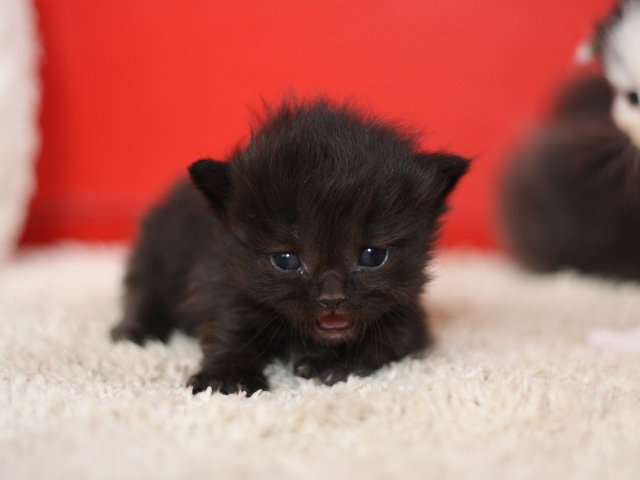 マンチカンの子猫画像