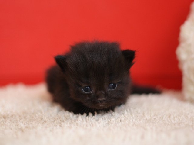 マンチカンの子猫画像