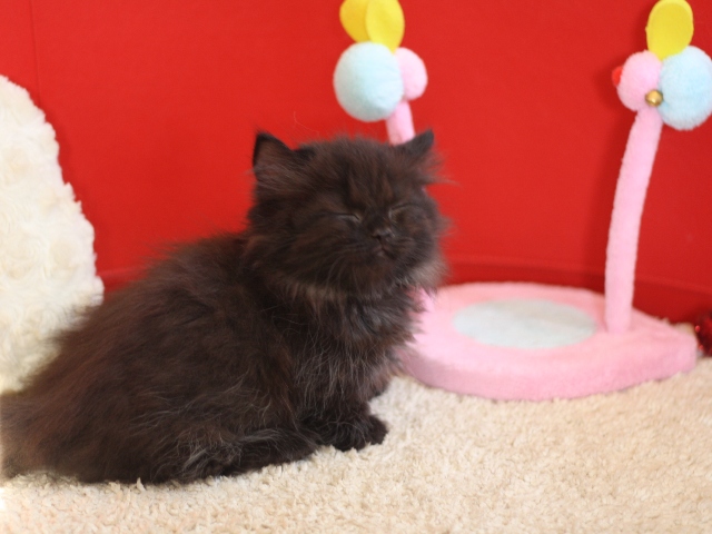 マンチカンの子猫画像