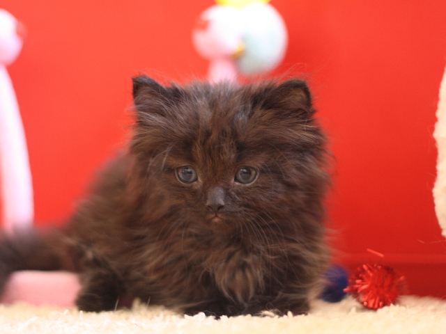 マンチカンの子猫画像