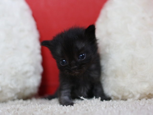 マンチカンの子猫画像