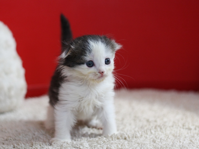 マンチカンの子猫画像