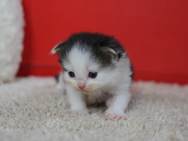 マンチカンの子猫画像