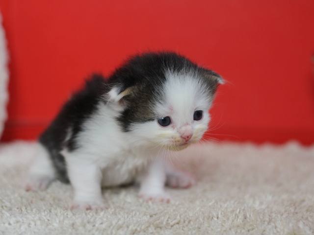 マンチカンの子猫画像