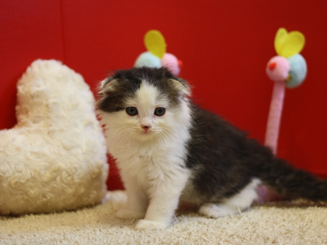 マンチカンの子猫画像