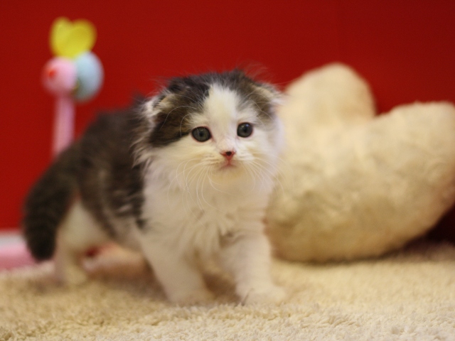 マンチカンの子猫画像