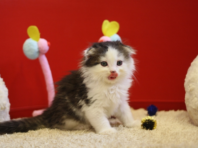 マンチカンの子猫画像