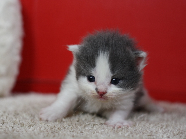 マンチカンの子猫画像