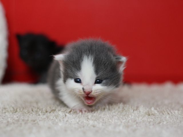 マンチカンの子猫画像