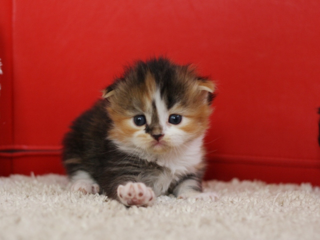 マンチカンの子猫画像