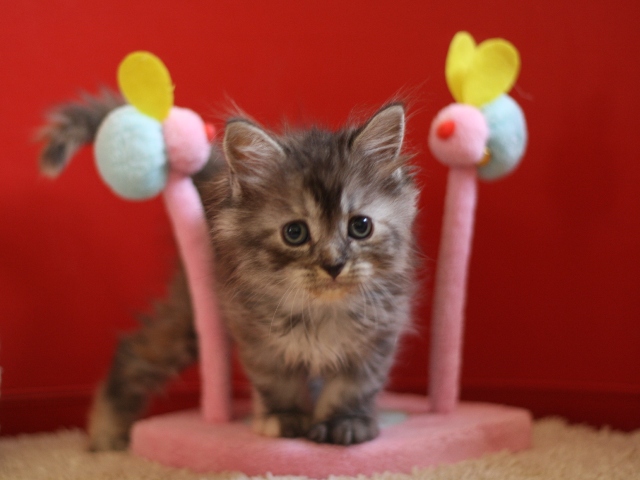 マンチカンの子猫画像