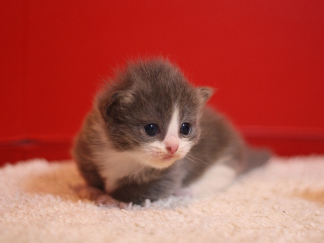 マンチカンの子猫画像