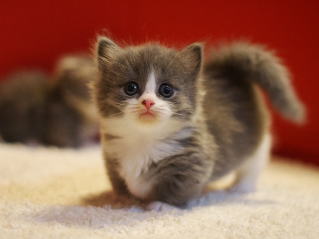 マンチカンの子猫画像