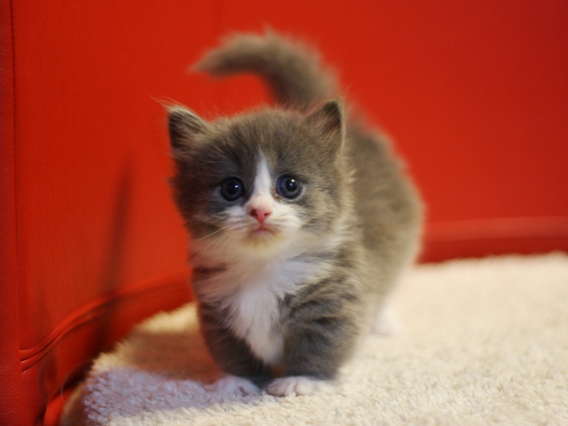 マンチカンの子猫画像