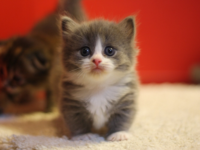 マンチカンの子猫画像