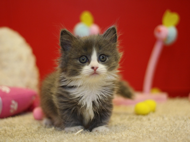 マンチカンの子猫画像