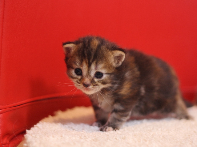 マンチカンの子猫画像