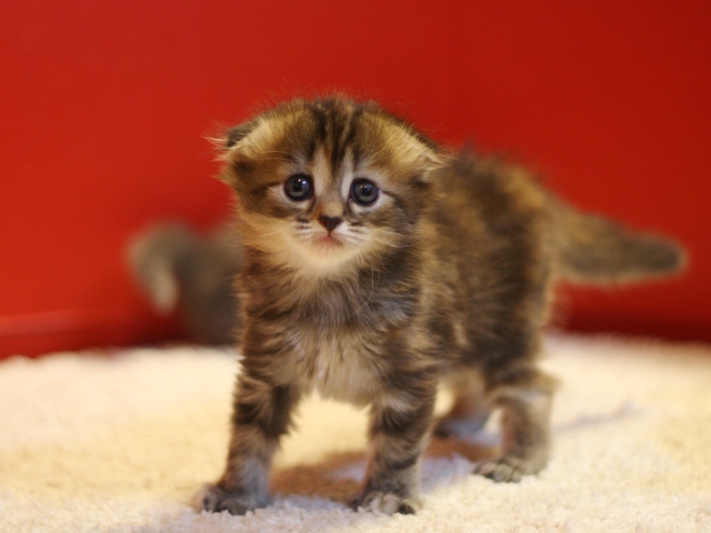 マンチカンの子猫画像