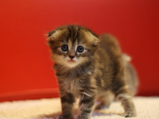 マンチカンの子猫画像