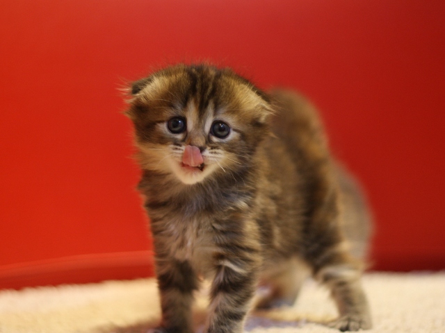 マンチカンの子猫画像