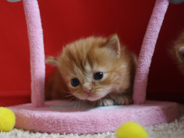 マンチカンの子猫画像