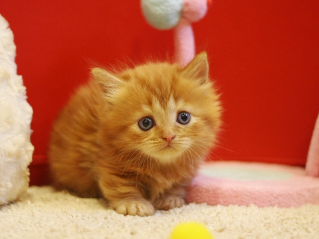 マンチカンの子猫画像