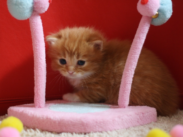 マンチカンの子猫画像