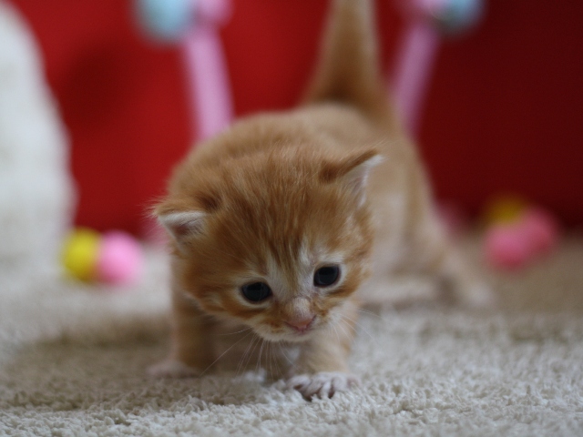 マンチカンの子猫画像