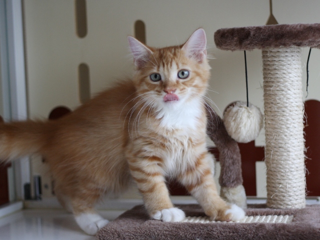 マンチカンの子猫画像