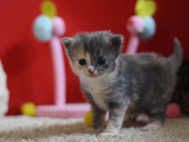 マンチカンの子猫画像