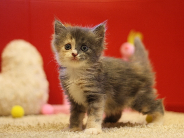 マンチカンの子猫画像