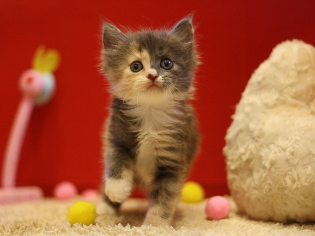 マンチカンの子猫画像