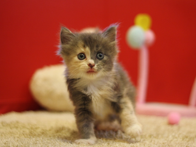 マンチカンの子猫画像