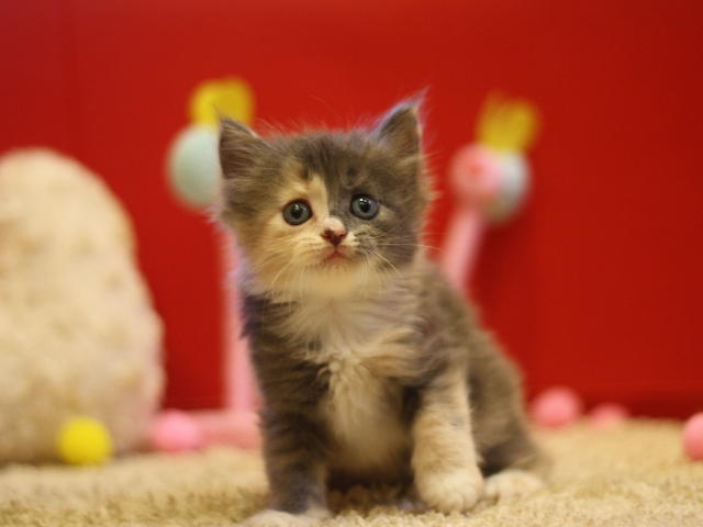 マンチカンの子猫画像