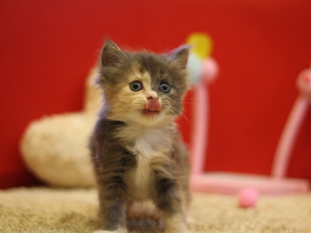 マンチカンの子猫画像