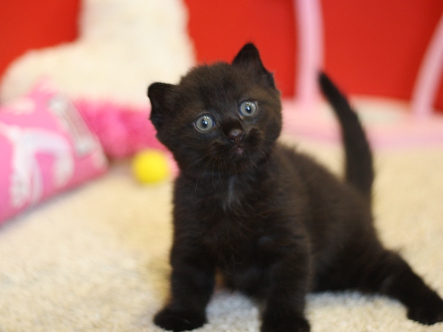 マンチカンの子猫画像