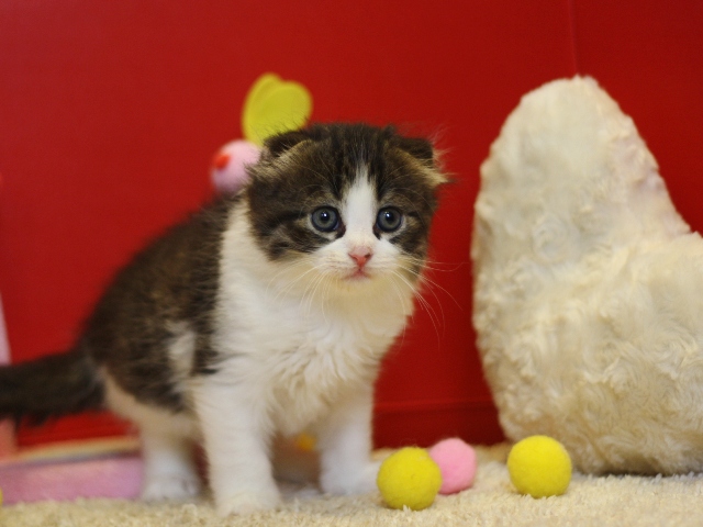 マンチカンの子猫画像